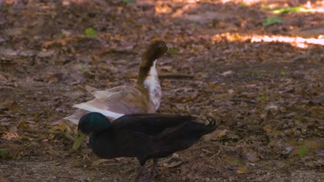 pato caminando en zona boscosa