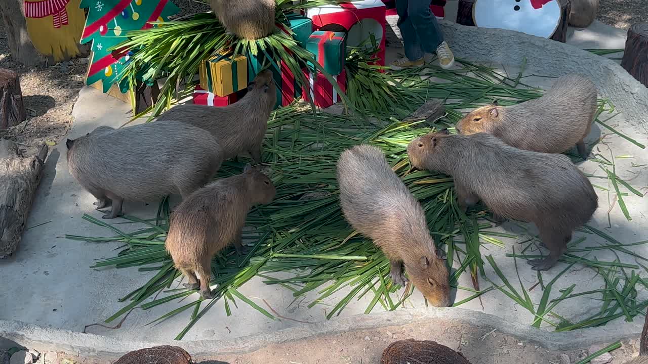 Capybaras enjoying a meal together in Chonburi