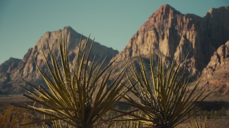 Desert Landscape with Yucca Plants and Mountains