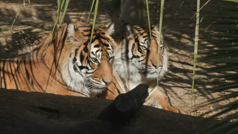 two tigers lying down in the sun in a zoo enclosure