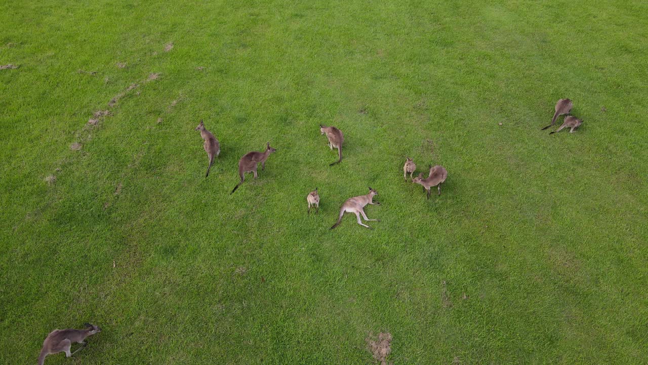오스트레일리아 퀸즐랜드 커럼빈 계곡의 푸른 잔디밭에 누워 쉬고 누워 있는 캥거루 무리의 공중 전망