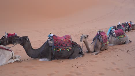 Dromedare,-Die-Während-Einer-Tour-In-Marokko,-Afrika,-In-Der-Sahara-wüste-Ruhen
