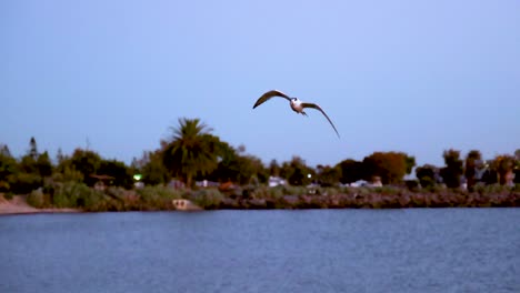 a seagull gracefully flies over a serene water body in melbourne, captured in a calm, clear sky setting