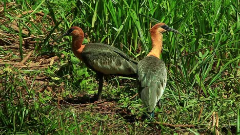 Vulnerable-buff-necked-ibis-duo-wandering-at-savanna-grasslands-Brazil