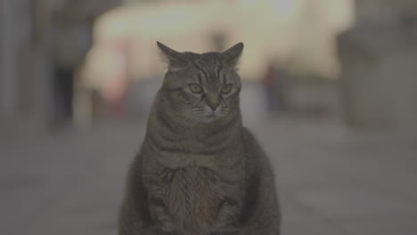 a cat in a city