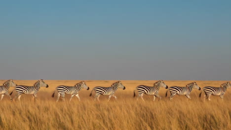 zebras running across the savannah