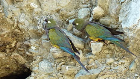 una mirada de cerca al hábitat de anidación de los periquitos excavadores en san luis, argentina, capturado en impresionantes imágenes de 4k en cámara lenta en un agujero junto a un acantilado