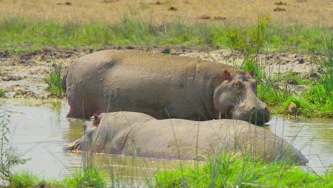 Nilpferde,-Die-Sich-In-Einem-Sumpf-Entspannen,-Ruhig-Und-Kühl-In-Der-Heißen-Afrikanischen-Sonne