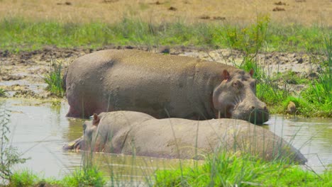 hipopótamos relajándose en un pantano, tranquilo y fresco bajo el sol africano caliente