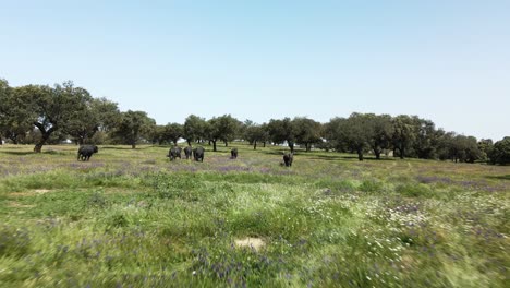 4K-Footage-Of-A-Cattle-Of-Bulls-Running-In-The-Field