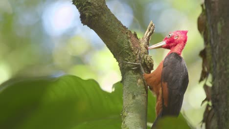 Heller,-Schöner-Rothalsspecht,-Der-Baumstammholz-Pickt-Und-Darunter-Insekten-Frisst