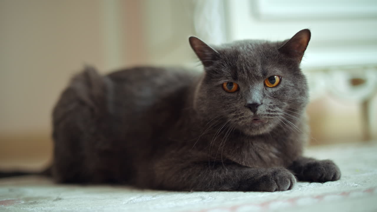 Un bellissimo gatto grigio con occhi vivaci si rilassa comodamente su un morbido tappeto. La luce del sole filtra attraverso la finestra, creando un'atmosfera calda e rilassante mentre il gatto osserva ciò che lo circonda.
