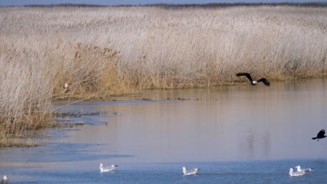 a bald eagle flies over a lake close to the water