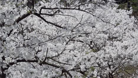 2018 cherry blossoms at peak bloom.