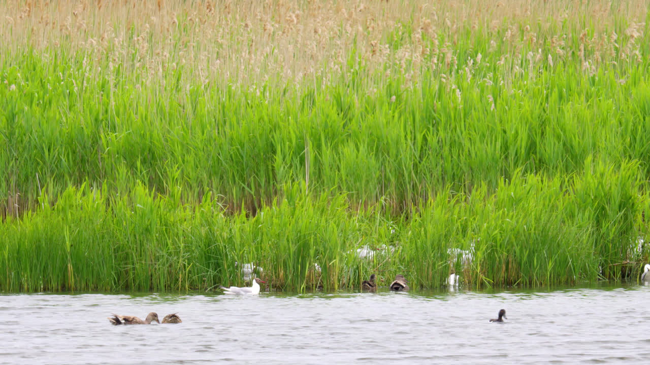 북극의 바다새, 습지, 영국, 여름