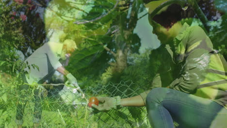 Animation-of-leaves-and-water-over-african-american-couple-working-in-garden