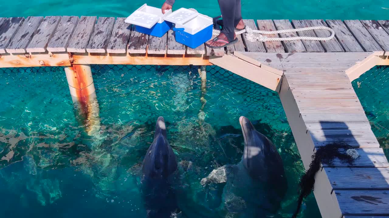 Dolphins being fed at a dock