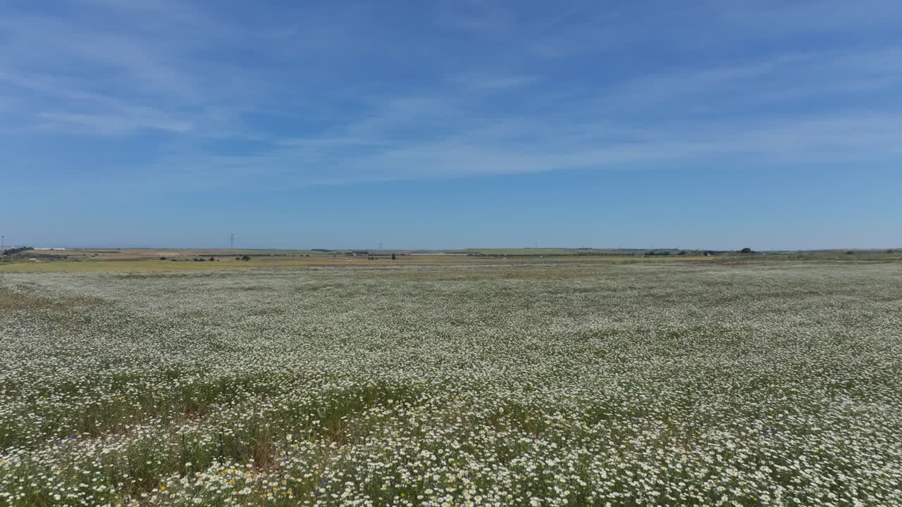 vuelo bajo con un avión no tripulado sobre una gran área de total cultivo abarrotado de plantas de margarita especies comunes con su llamativo color blanco y amarillo en el fondo hay un color azul es relajante