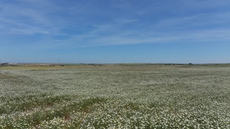 vuelo bajo con un avión no tripulado sobre una gran área de total cultivo abarrotado de plantas de margarita especies comunes con su llamativo color blanco y amarillo en el fondo hay un color azul es relajante