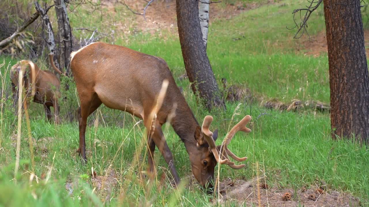 alce comiendo y caminando por el bosque en el parque estes de colorado
