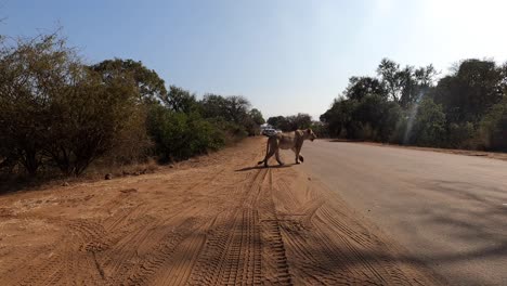 static pov shot of a lioness crossing a road in the kruger national park