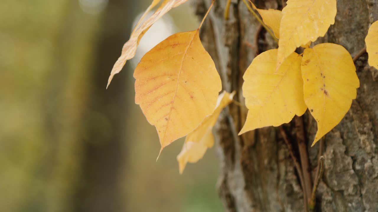 las hojas rojas amarillas crecen al lado de un árbol en el bosque durante la temporada de otoño