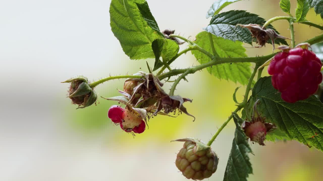 Raspberries ripening on a plant branch