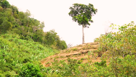 Baum-Isoliert-Auf-Den-Bergen-Mit-Abgeholztem-Gebiet-Im-Süden-Vietnams