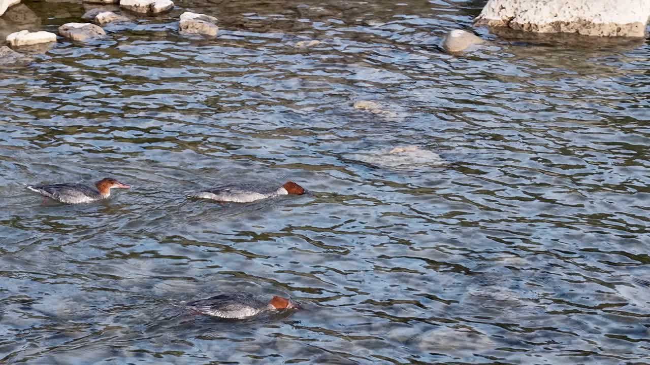Merganser ducks paddle in a rocky river, weaving through cold freshwater currents as they scan for prey beneath the surface in a forested wilderness setting