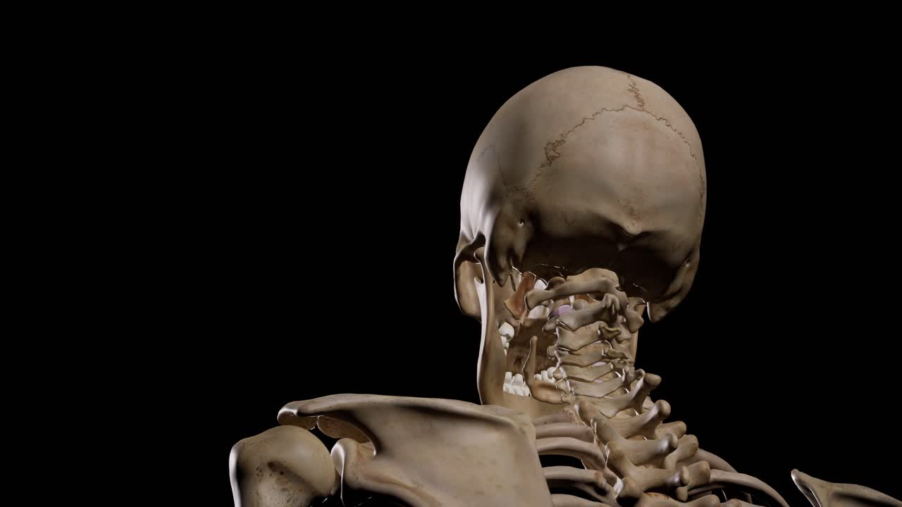 esqueleto humano detallado. animación en 3d.