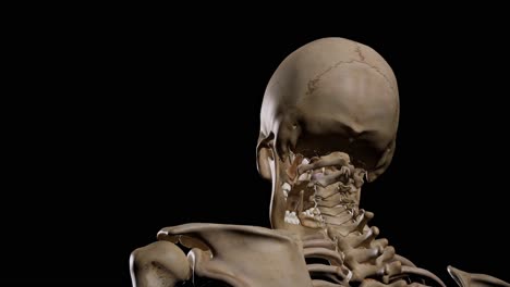 detailed human skeleton. 3d animation.