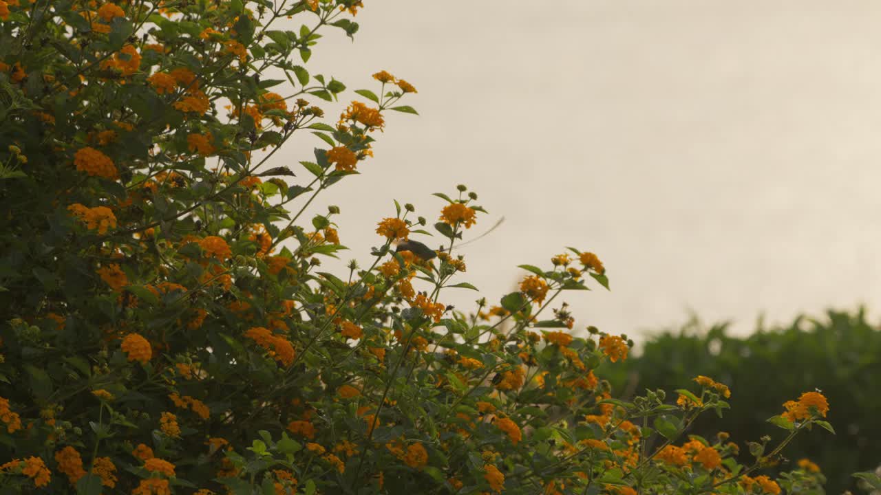 Um colibri-tesoura-peruano macho alimentando-se entre flores amarelas de lantana, pairando e mudando de direção enquanto sonda as flores, com um fundo de céu amarelado durante a hora dourada em Lima, Peru.