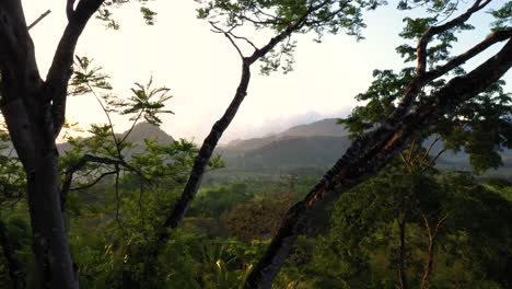 jungle mountain sunrise aerial shot through trees