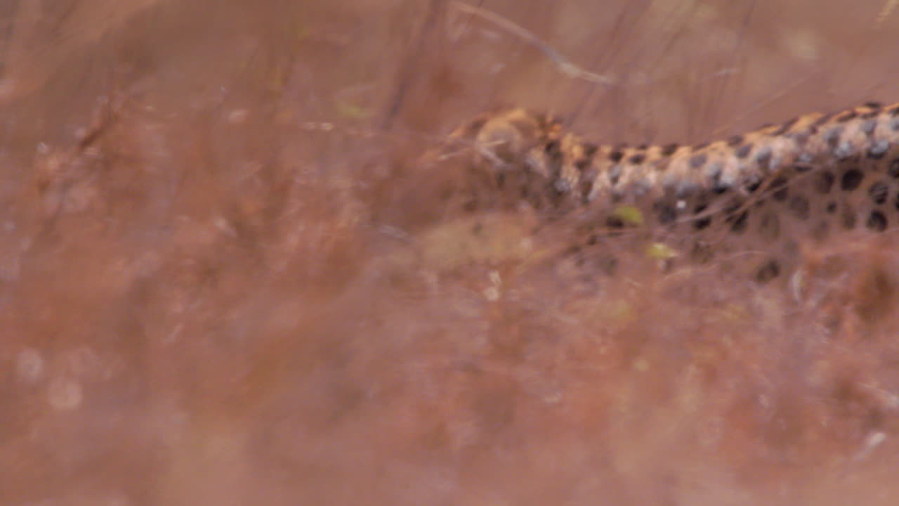 Wide shot of two cheetahs walking through savannah grasslands