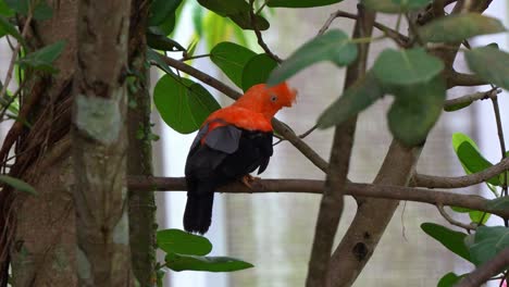 Macho-De-Gallito-De-Las-Rocas-Andino,-Rupicola-Peruvianus-Con-Llamativo-Plumaje,-Encaramado-En-La-Rama-De-Un-árbol,-Sacudiendo-La-Cabeza,-Curiosamente-Deambulando-Por-Los-Alrededores