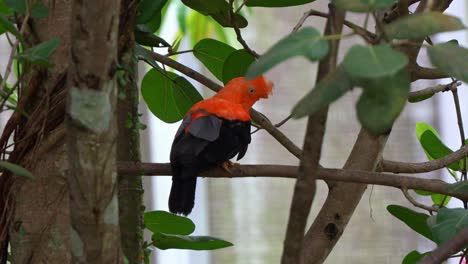 el macho del gallo de roca andino, rupicola peruvianus, con un plumaje llamativo, se alza en la rama de un árbol, sacudiendo la cabeza, preguntándose con curiosidad por los alrededores.