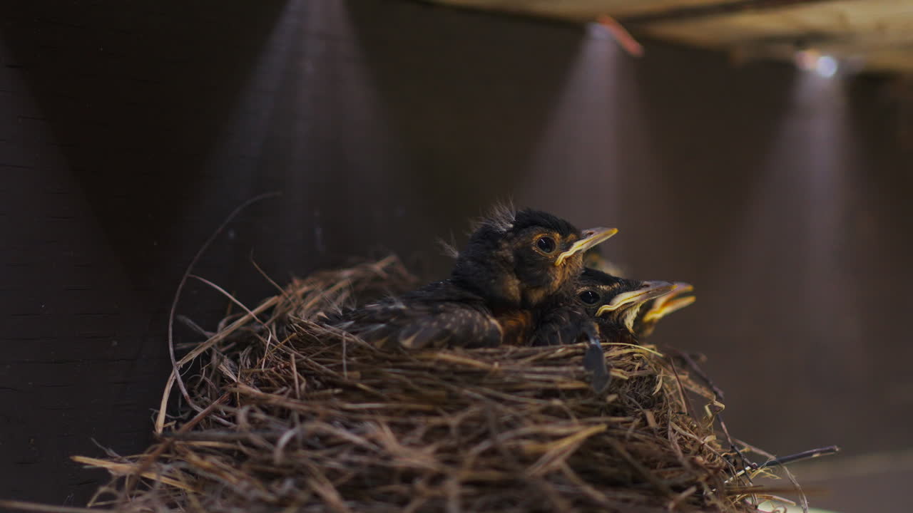 Baby Birds in a Nest