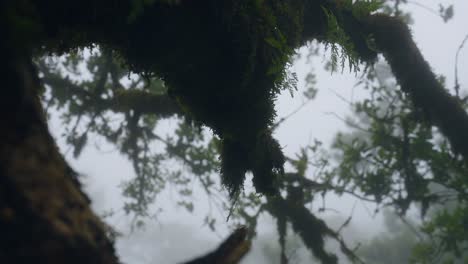 Fanal-Mágico-Bosque-Brumoso-En-Madeira,-Portugal