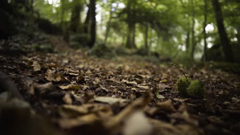 Hojas-Secas-Caídas-Durante-La-Temporada-De-Otoño-Y-Frutos-De-Castaño-Recogidos-Por-Una-Persona-En-El-Bosque-De-La-Reserva-Natural-De-Kennall-Vale,-Inglaterra