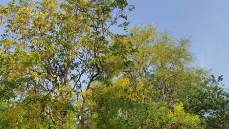 Ruhige-Aufnahme-Von-Unten-Eines-Baumes-Mit-Wunderschönen-Grünen-Und-Gelben-Blättern-Und-Blauem-Himmel-Im-Hintergrund