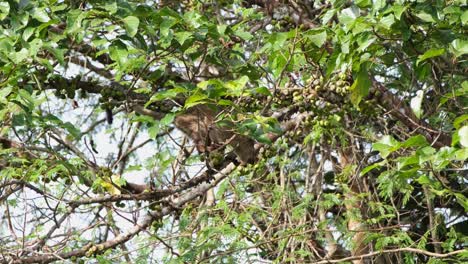 Visto-Mordiendo-Una-Fruta-De-La-Rama-Y-Luego-Se-Mueve-Hacia-La-Derecha-Descansando-En-La-Rama,-Civeta-De-Palma-De-Dientes-Pequeños-Arctogalidia-Trivirgata,-Parque-Nacional-De-Khao-Yai,-Tailandia