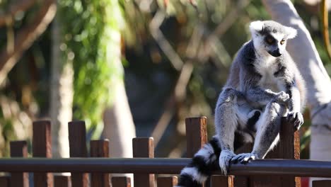 lemur observed sitting on a wooden fence