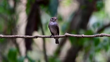 The-Asian-Brown-Flycatcher-is-a-small-passerine-bird-breeding-in-Japan,-Himalayas,-and-Siberia