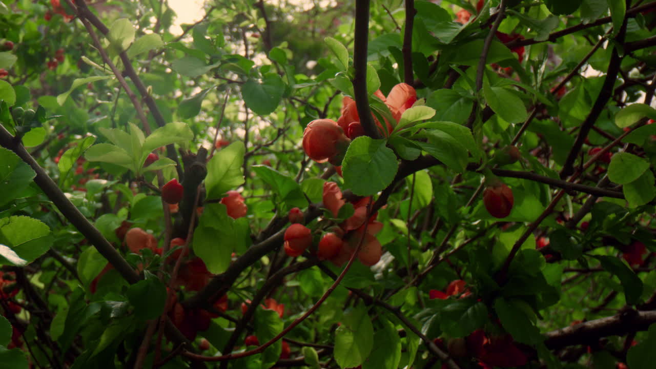 황금빛  ⁇ 빛 속에 잎 사이에서 꽃이 피는 나무 꽃. 조용한 꽃 풍경.