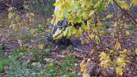 Langsamer-Schwenk-Nach-Rechts-In-Einem-Park-In-Berlin,-Deutschland,-Natur,-Tote-Gelbe-Blätter,-Bäume,-Farben-Des-Herbstes,-HD,-30-Fps,-6-Sek