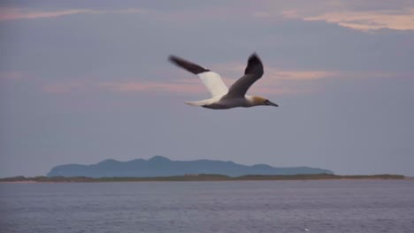 Northern-gannets,-the-largest-species-of-the-Sulidae-family,-fly-over-the-ocean-near-the-Magdalen-Islands