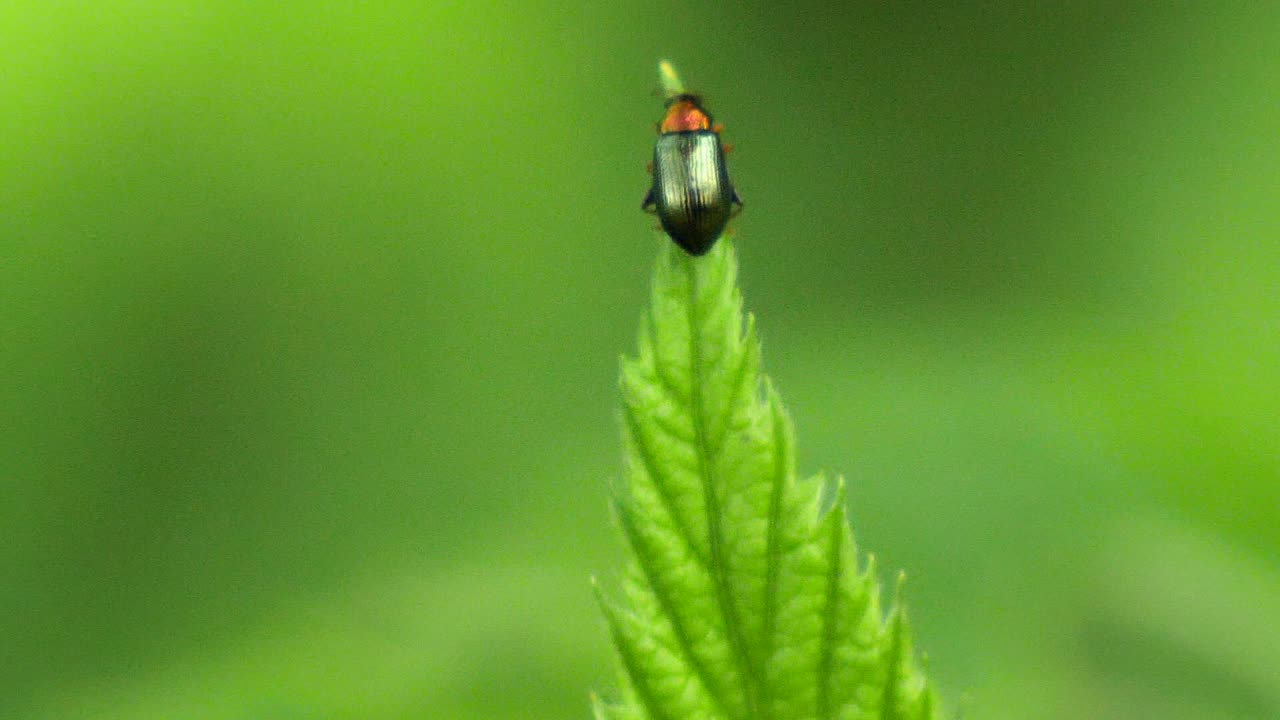 느린 동작으로 녹색 잎의 가장자리까지 걸어가는 빨간 머리를 가진 녹색 벌레의 매크로 샷