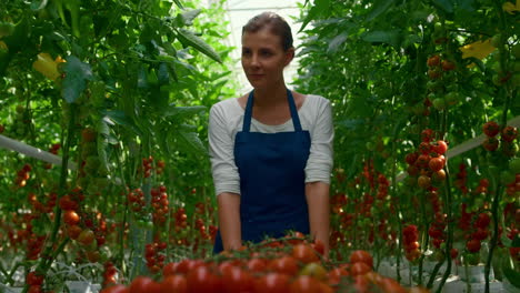 woman farmer tomato harvest plantation greenhouse. tasty ripe farmland nutrition