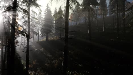 calm moody forest in misty fog in the morning