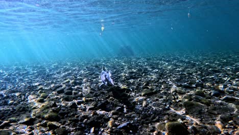 Unterwasservideo-Von-Forellen-Unterwasservideo.-Natürlicher-Lebensraum